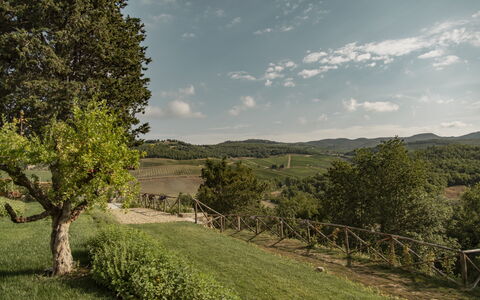 Villa Pianvecchio: Boom, Land Lot, Landelijk Gebied, Grasland, Cumulus, Struik, Vallei, Weide, Veld, Pasture