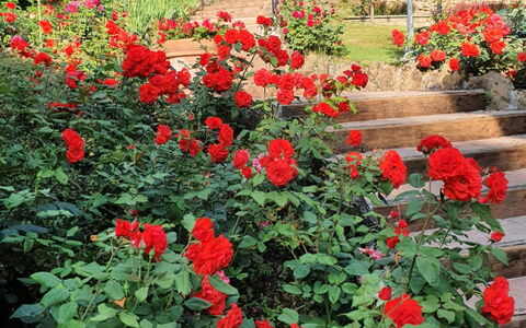 Ville Rosadi Weddings: Bloem, Fabriek, Petal, Groen, Vegetation, Boom, Biome, Struik, Rood, Groundcover