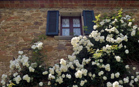 San Lorenzo: Bloem, Fabriek, Gebouw, Venster, Petal, Plantkunde, Huis, Vegetation, Hout, Deur