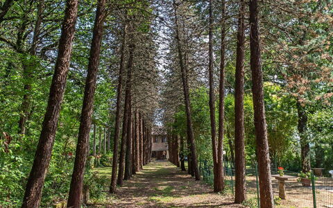 Villa Pania: Fabriek, Natuurlijk Landschap, Boom, Hout, Afdeling, Plantendiversiteit, Trunk, Vergankelijk, Gras, Woody Plant