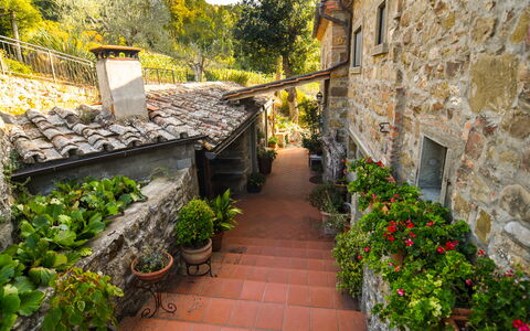 Casale Montanare: Fabriek, Gebouw, Blad, Bloempot, Boom, Venster, Vegetation, Geel, Weg Oppervlak, Muur
