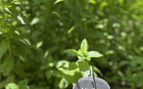 La Casa Dei Glicini - Levanto: Fabriek, Blad, Plantendiversiteit, Groundcover, Gras, Struik, Eenjarige Plant, Bodem, Bloeiende Plant, Tuin