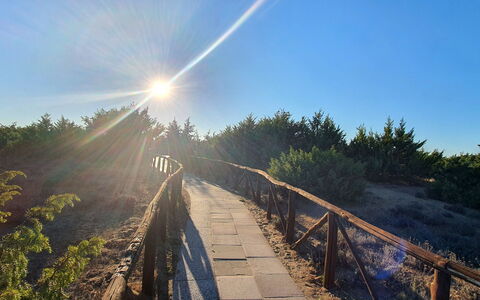La Butterfly: Lucht, Fabriek, Natuurlijk Landschap, Hout, Zonlicht, Doorgang, Boom, Gras, Weg, Landschap