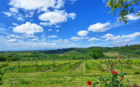 Maggiano: Wolk, Fabriek, Lucht, Plantengemeenschap, Ecoregio, Natuurlijk Landschap, Blauw, Bloem, Land Lot