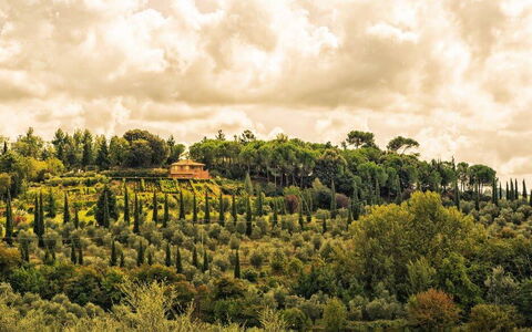 Leccino: Wolk, Fabriek, Lucht, Natuurlijk Landschap, Land Lot, Cumulus, Boom, Landschap, Gras, Plain