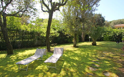 Villa Le Macchie: Fabriek, Lucht, Boom, Schaduw, Natuurlijk Landschap, Land Lot, Zonlicht, Landschap, Vrije Tijd, Gras