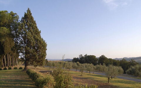 Santo Stefano: Boom, Blad, Natuurlijke Omgeving, Natuurlijk Landschap, Plain, Landschap, Land Lot, Trunk, Woody Plant, Plantage