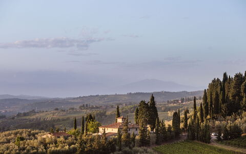 Agatea: Landschap, Avond, Lariks, Shrubland, Dicht Struikgewas, Evergreen, Pine Family