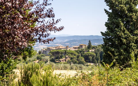 Poggio Padule: Blad, Boom, Natuur, Vegetation, Struik, Landschap, Plantengemeenschap, Land Lot, Landelijk Gebied, Zonlicht