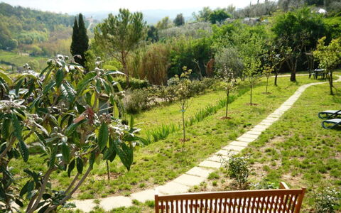 Podere Oliveta: Vegetation, Tuin, Struik, Plantengemeenschap, Groundcover, De Lente, Botanische Tuin, Plantage, Landscaping, Gang