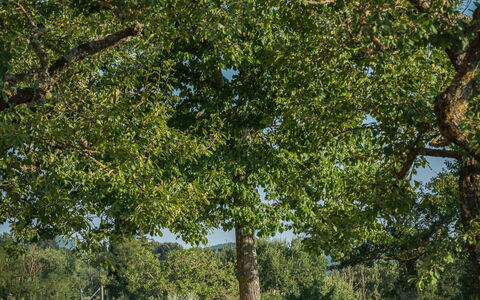 Casalberna: Blad, Boom, Gras, Afdeling, Plain, Grasland, Land Lot, Trunk, Gazon, Woody Plant