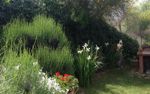 Casa Viola Pool, Wifi, Montaione: Vegetation, Struik, Plantengemeenschap, Tuin, De Lente, Landscaping, Backyard, Werf