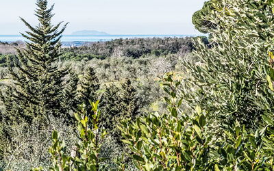 Tramontina