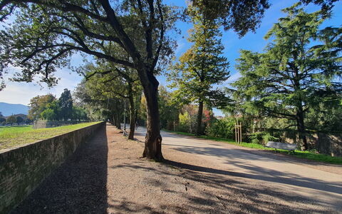 Ai Cantici: Boom, Blad, Natuur, Natuurlijke Omgeving, Gras, Afdeling, Vegetation, Natuurlijk Landschap, Landschap, Plain