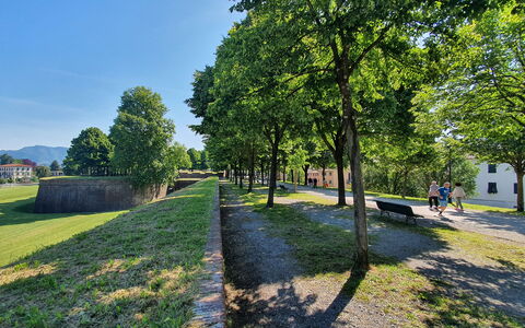 Casa Capolino: Boom, Gras, Natuur, De Lente, Gazon, Park, Landscaping, Gang, Pad
