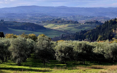 Novellina: Boom, Natuurlijke Omgeving, Gras, Natuur, Blad, Heuvel, Natuurlijk Landschap, Vegetation, Grasland, Plain