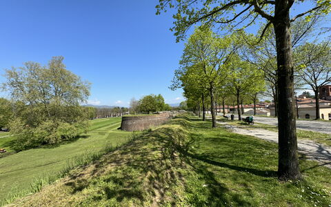 Al Civico 80: Lucht, Gras, Boom, Groen, Natuur, Blad, Afdeling, Natuurlijk Landschap, Grasland