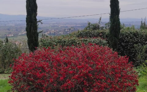 Villa Luce San Miniato: Rood, Bloem, Struik, Plantengemeenschap, De Lente, Woody Plant, Bloeiende Plant, Tuin, Shrubland