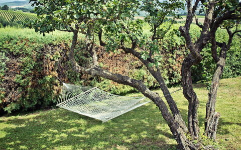 Villa Selvamica: Trunk, Tuin, Woody Plant, Gazon, Schaduw, Backyard, Plantage