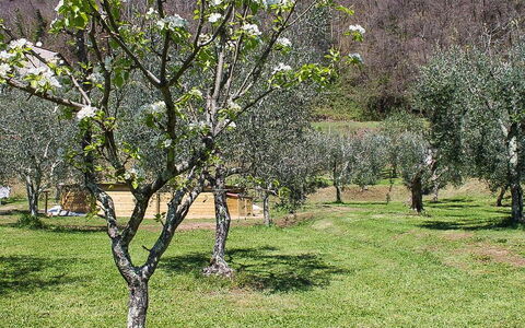 Il Casale di San Jacopo con Piscina Privata: Afdeling, Boom, Struik, Plantengemeenschap, Grasland, Land Lot, Takje, Trunk, De Lente