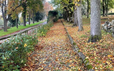 Loft Borgo Syrah: Blad, Boom, Natuur, Herfst, Trunk, Bos, Groundcover, Gang, Woody Plant, Trail