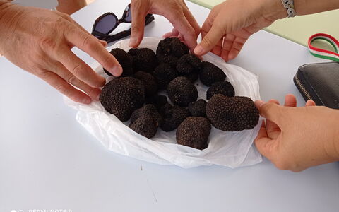 Villa Campo al Vento - Country Farm: Ingrediënt, Voedsel, Fungus