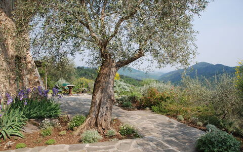 La Sorgente: Boom, Blad, Natuur, Afdeling, Vegetation, Struik, Trunk, De Lente, Takje, Woody Plant