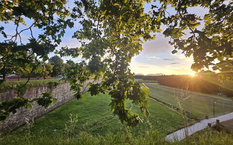 Alle Gardenie: Groen, Blad, Natuur, Geel, Zomer, Landschap, Zonlicht, Ochtend, Veld, Takje
