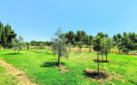 Scarlino 35: Boom, Gras, Plain, Grasland, Land Lot, Landelijk Gebied, Plantengemeenschap, Veld, Plantage