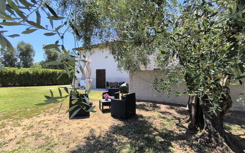 Scarlino 35: Schaduw, Tuin, Gazon, Trunk, Woody Plant, Backyard, Werf, Landscaping, Park, Hacienda