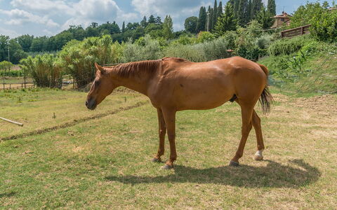 Casa Elia 6: Paard, Gras, Zuring, Grasland, Pasture, Landschap, Ecoregio