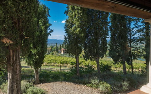 Villalta 18+2: Blad, Vegetation, Struik, Tuin, Landscaping, Evergreen, Plantage, Pine Family