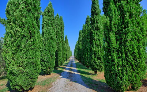 Casale Giulio: Boom, Thuya, Fabriek, Woody Plant, River Juniper, Red Juniper, Biome, Struik, Evergreen