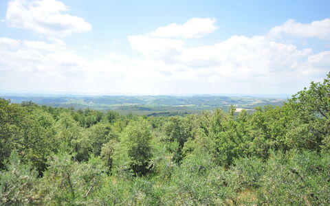 Podere Orietta: Vegetation, Shrubland, Natuurlijke Omgeving, Natuurgebied, Plantengemeenschap, Wildernis, Boom, Biome, Lucht, Tropische En Subtropische Naaldbossen