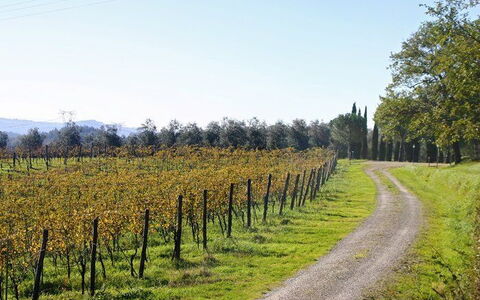 La Selva: Natuurlijk Landschap, Boom, Wijngaard, Landbouw, Veld, Land Lot, Fabriek, Blad, Landelijk Gebied, Woody Plant