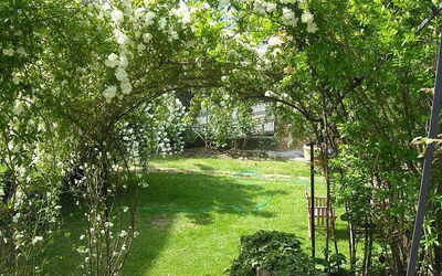 May roses in the garden