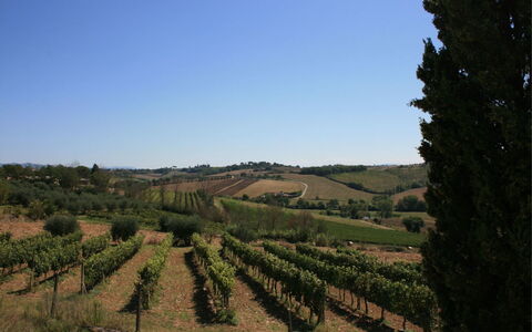 Fattoria le Chianacce: Wijngaard, Landbouw, Veld, Land Lot, Boom, Landelijk Gebied, Heuvel, Lucht, Dicht Struikgewas, Landschap