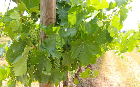 Santa Vittoria: Bloem, Voedsel, Fabriek, Fruit, Woody Plant, Landbouw