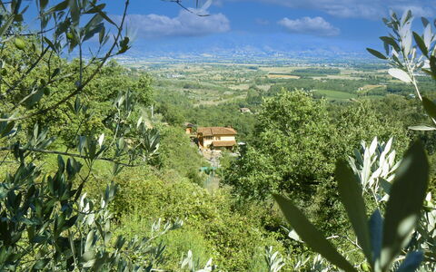 La Rogaia: Paraplu, Meubilair, Buitenmeubels, Schaduw, Stoel, Buitentafel, Bloempot, Zwembad, Ontwerp, Kamerplant