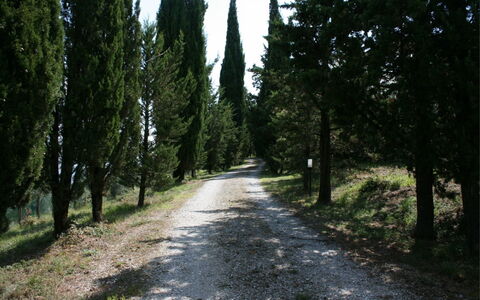 Podere della Crocchia: Fabriek, Weg Oppervlak, Natuurlijk Landschap, Boom, Hout, Trunk, Schaduw, Asfalt, Evergreen, Doorgang