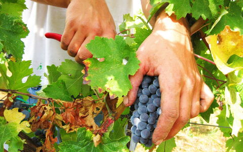 Villa Cantagallo: Voedsel, Fabriek, Groen, Fruit, Natuurlijke Voedingsmiddelen, Vinger