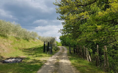 Agriturismo Ca di Vestro: Fabriek, Lucht, Wolk, Natuurlijk Landschap, Vegetation, Gras, Weg Oppervlak, Boom, Doorgang, Grasland