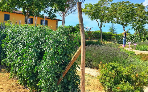 Podere Sant'angelo: Fabriek, Boom, Onroerend Goed, Struik, Plantage, Land Lot, Landbouw, Boerderij, Bijsnijden, Bloem