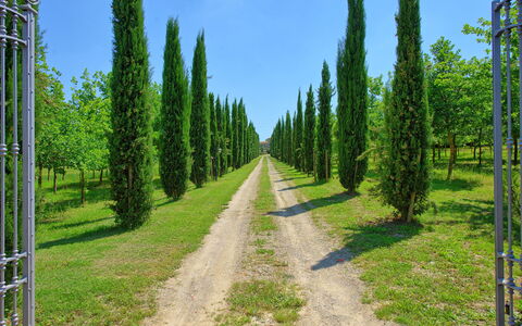 Villa Giare: Boom, Natuurlijke Omgeving, Lodgepolepijnboom, Spar Forest, Biome, Tropische En Subtropische Naaldbossen, Woud, Vegetation, Natuurgebied, Natuurlijk Landschap