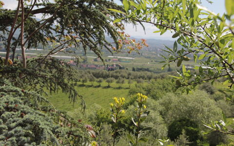 Villa Pedone: Vegetation, Natuur, Boom, Fabriek, Bloem, Plantengemeenschap, Plantkunde, De Lente, Wildflower, Shrubland