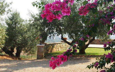 Villa Giulia Follonica: Bloem, Fabriek, Boom, Roze, Bougainvillea, Plantkunde, De Lente, Bloeiende Plant, Woody Plant, Magenta