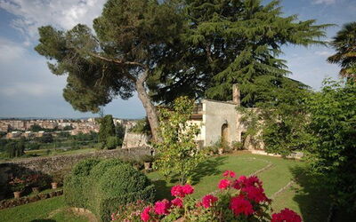 Le Camelie