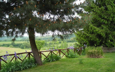 Ginestrella