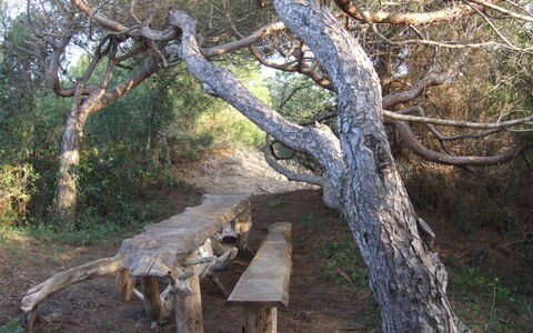 Appartamento - Le Finestre: Boom, Bos, Natuurgebied, Woody Plant, Fabriek, Trunk, Woud, Afdeling, Hout, Wild