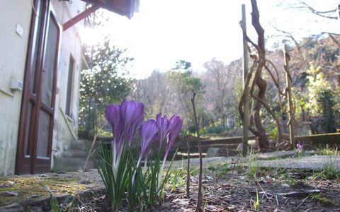 Villa Agrifogli: Bloem, Fabriek, Purper, De Lente, Bloeiende Plant, Plantkunde, Grassenfamilie, Tuin, Werf, Gras